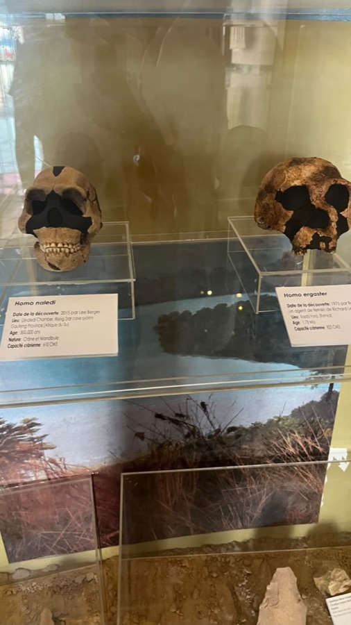 Vitrine de crânes fossiles exposés au musée